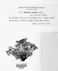 Cladonia crispata image